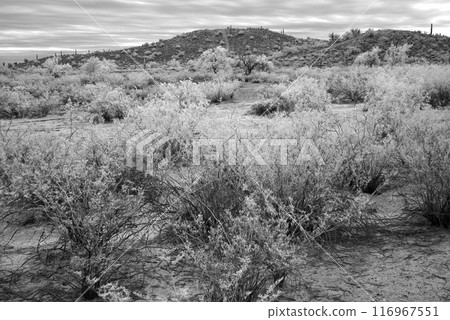 Sonora Desert Arizona in Infrared 116967551