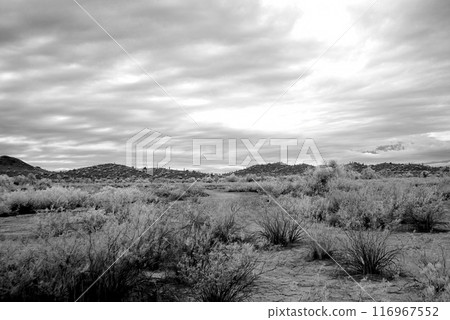 Sonora Desert Arizona in Infrared 116967552