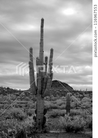 Infrared Saguaro Cactus Sonora desert Arizona Infrared Saguaro Cactus Sonora desert Arizona 116967553