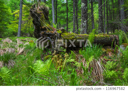 [Azalea Line Forest] Life [Matsumoto City] 116967582