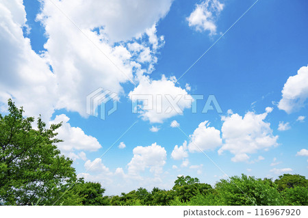 Summer clouds and trees 116967920