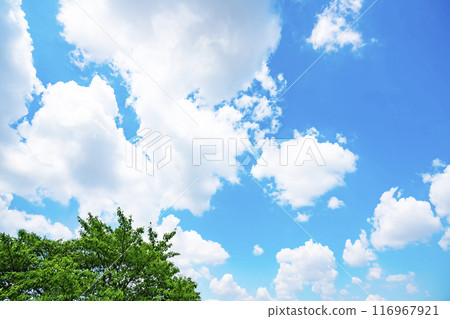 Summer clouds and trees 116967921