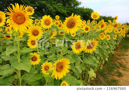 Blooming in the midsummer sun... Sunflowers at Himawari Hiroba Blooming in the midsummer sun... Sunflowers at Himawari Hiroba 116967980