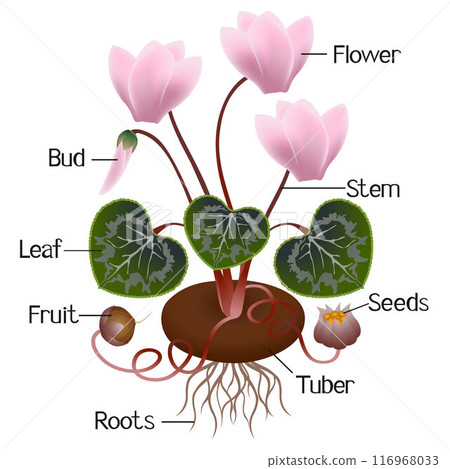 Parts of a cyclamen plant isolated on white background. 116968033