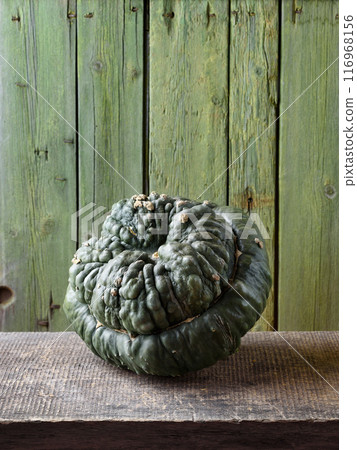 Marina Di Chioggia Squash or Chioggia Sea Pumpkin 116968156