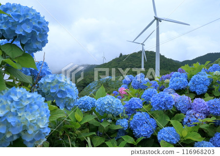 高原上盛開的繡球花和風車(德島縣大河原高原) 高原上盛開的繡球花和風車(德島縣大河原高原) 116968203