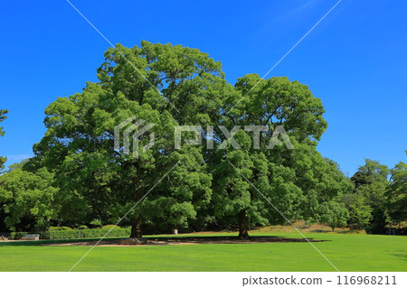 香川縣高松市栗林公園 116968211