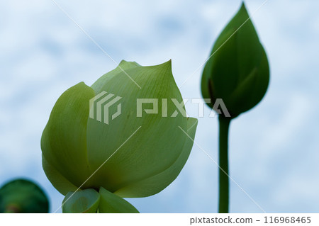 White Lotus Flower White Lotus Flower 116968465