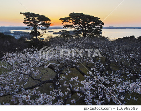 View of Matsushima Bay at dawn from Saigyo-Modoshi-no-matsu Park with cherry blossoms in full bloom 116968589