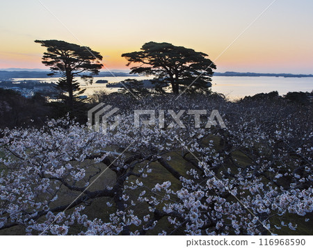 View of Matsushima Bay at dawn from Saigyo-Modoshi-no-matsu Park with cherry blossoms in full bloom 116968590