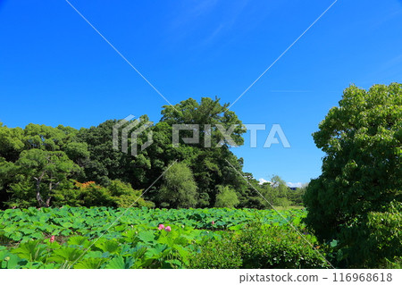 香川縣高松市栗林公園的蓮花 香川縣高松市栗林公園的蓮花 116968618