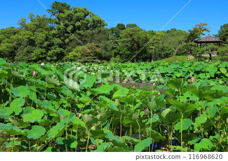 Lotus flowers in Ritsurin Garden, Takamatsu City, Kagawa Prefecture 116968620