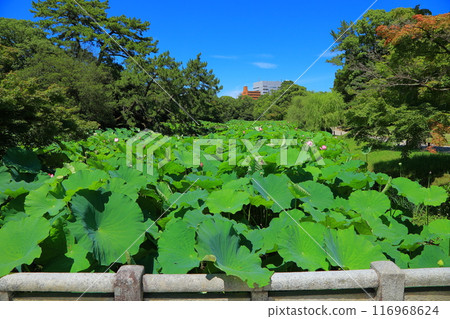 Lotus flowers in Ritsurin Garden, Takamatsu City, Kagawa Prefecture 116968624