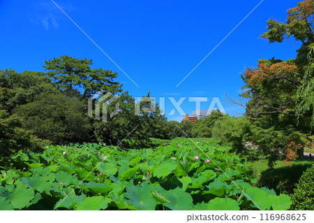 香川縣高松市栗林公園的蓮花 116968625