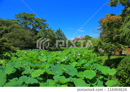 Lotus flowers in Ritsurin Garden, Takamatsu City, Kagawa Prefecture 116968626