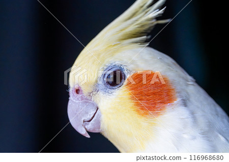 Profile of the cockatiel Profile of the cockatiel 116968680