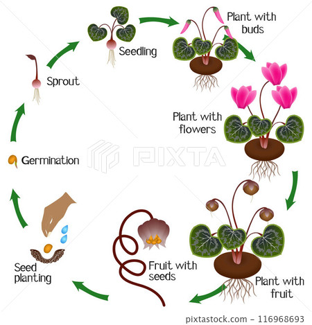 Cycle of a cyclamen plant growth isolated on white background. Cycle of a cyclamen plant growth isolated on white background. 116968693