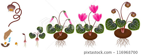 Cycle of growth of a plant of a cyclamen isolated on a white background. 116968700