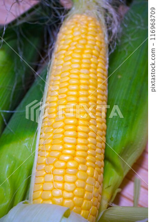 玉米未來深谷 玉米未來深谷 116968709
