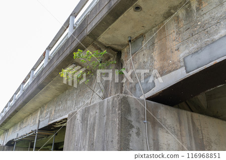 破舊的橋樑 116968851