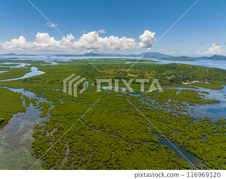 Drone view of rainforest and mangroves on the island of Surigao del Norte. Mindanao, Philippines. 116969120