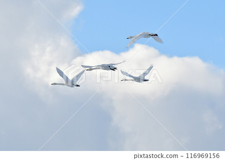 Swan Swan 116969156