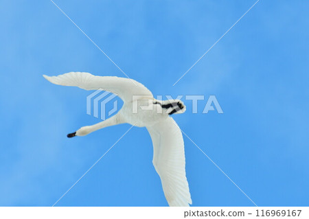 Swan Swan 116969167