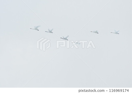 Swan 116969174