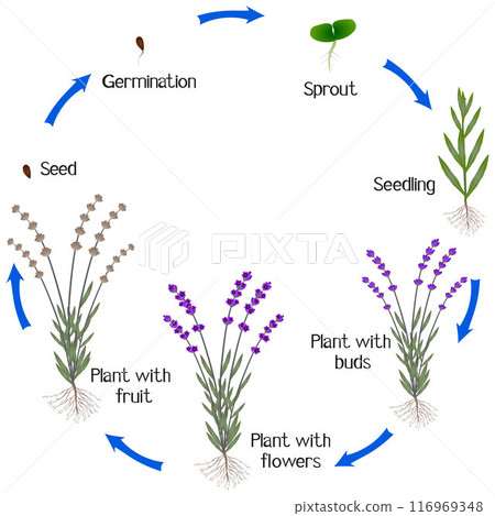 Cycle of a lavender plant growth isolated on white background. 116969348