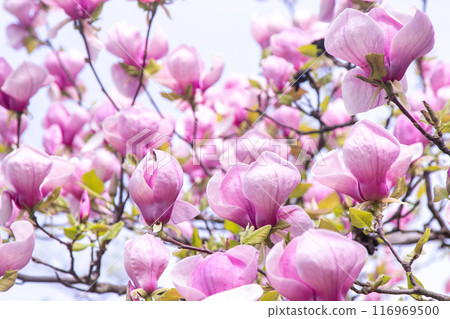 Pink magnolia flowers. Flower bud on a tree branch in the garden. Pink magnolia flowers. Flower bud on a tree branch in the garden. 116969500