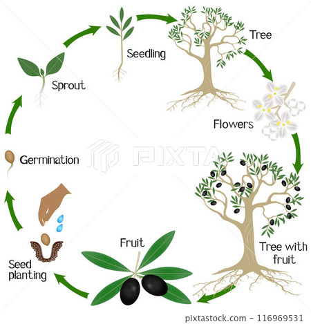 Cycle of a olives plant growth isolated on white background. Cycle of a olives plant growth isolated on white background. 116969531