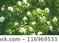 Sunny flower pattern of white, yellow and green colors, foliage background 116969533