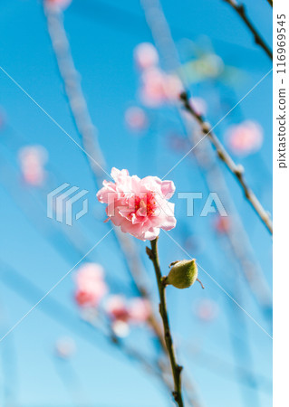 Close up pink sakura flower Close up pink sakura flower 116969545
