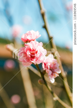Close up pink sakura flower Close up pink sakura flower 116969546