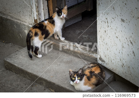 Two Calico Cats at Doorstep at the village. High quality photo Two Calico Cats at Doorstep at the village. High quality photo 116969573