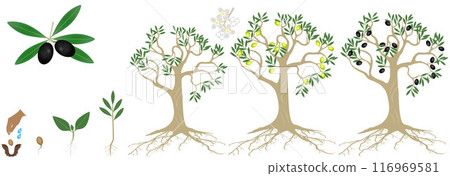 Cycle of growth of a plant of a olives isolated on a white background. 116969581