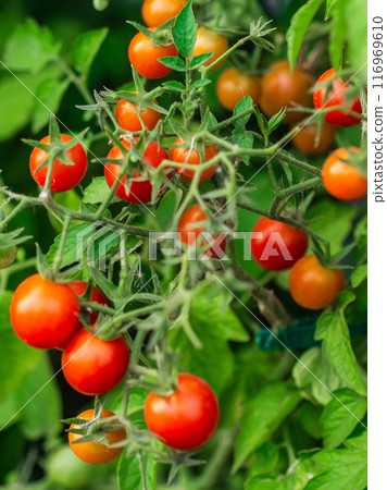 Ripe tomato plant growing. Fresh bunch of red natural tomatoes on a branch in organic vegetable garden. 116969610