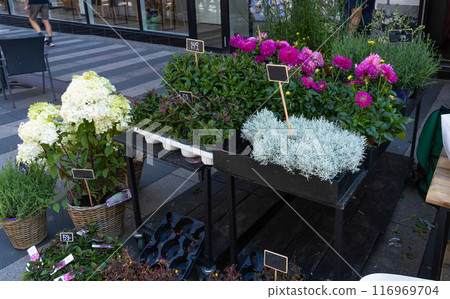 Bouquets of various flowers are sold in a flower shop. 116969704
