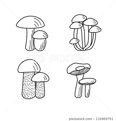 Set of mushroom icons vector. Illustration of boletus, chanterelles, honey mushrooms, champignons, aspen mushroom and russula. Set of mushroom icons vector. Illustration of boletus, chanterelles, honey mushrooms, champignons, aspen mushroom and russula. 116969791