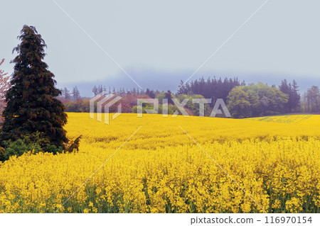 Fields with rapeseed on a foggy day. Agricultural fields. Fields with rapeseed on a foggy day. Agricultural fields. 116970154