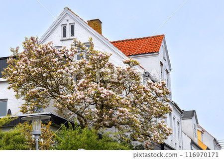 Residential building with a blooming magnolia tree. 116970171