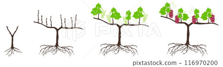 Cycle of growth of a plant of a grapes isolated on a white background. 116970200
