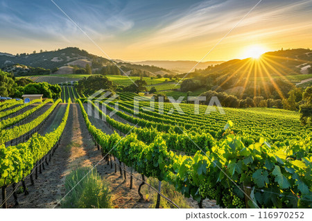 Beautiful Sunset Sky in Napa Valley Wine Country on Spring Vineyards , Mountains 116970252