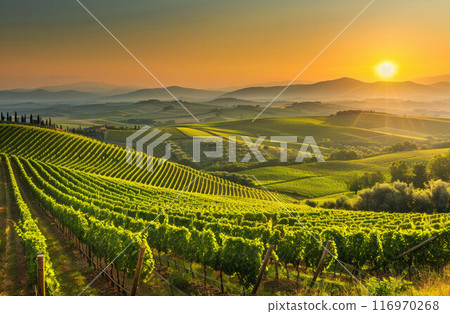Beautiful Sunset Sky in Napa Valley Wine Country on Spring Vineyards , Mountains Beautiful Sunset Sky in Napa Valley Wine Country on Spring Vineyards , Mountains 116970268
