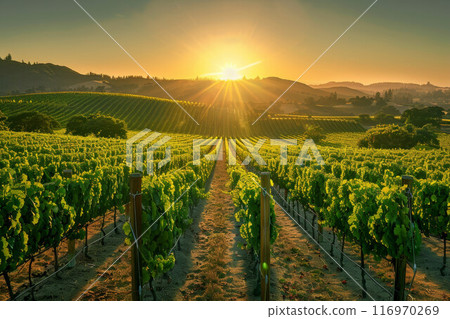 Beautiful Sunset Sky in Napa Valley Wine Country on Spring Vineyards , Mountains Beautiful Sunset Sky in Napa Valley Wine Country on Spring Vineyards , Mountains 116970269