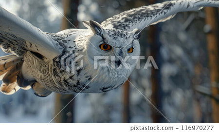 A stunning great grey owl spreads its wings wide as it flies through a forest 116970277