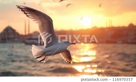 A seagull flying over the water at sunset. Close-up on the background of the city 116970357