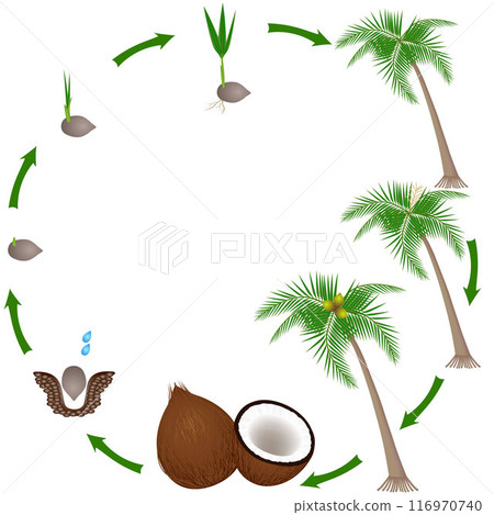 Life cycle of a coconut plant on a white background. Life cycle of a coconut plant on a white background. 116970740