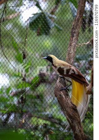 The lesser bird of paradise in nature The lesser bird of paradise in nature 116970799