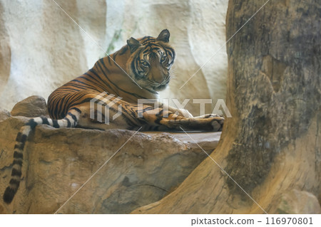 Close up Indochinese tiger is beautiful animal Close up Indochinese tiger is beautiful animal 116970801